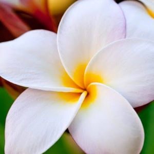 Meet your Posher, Molly